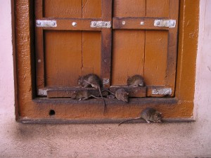 rat-357_960_720